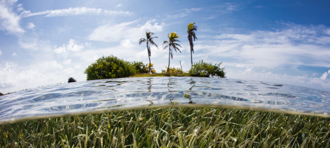 Seagrass
