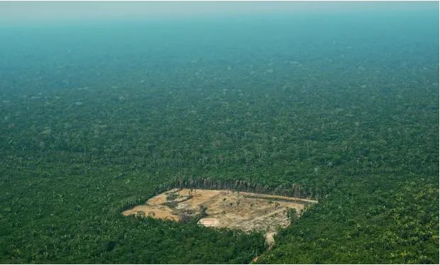 deforestation
