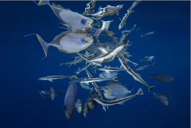 deep sea