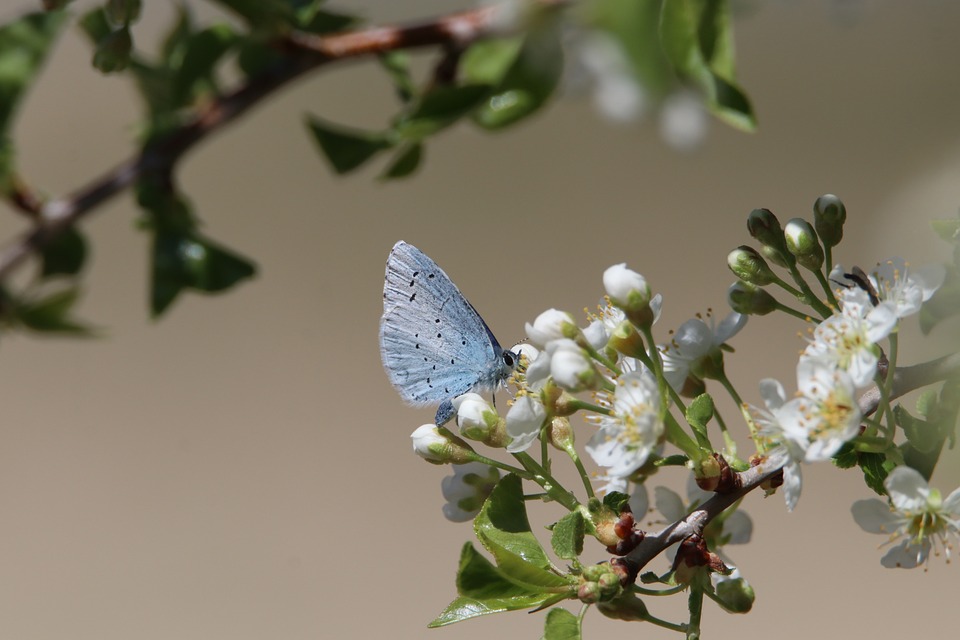 butterfly