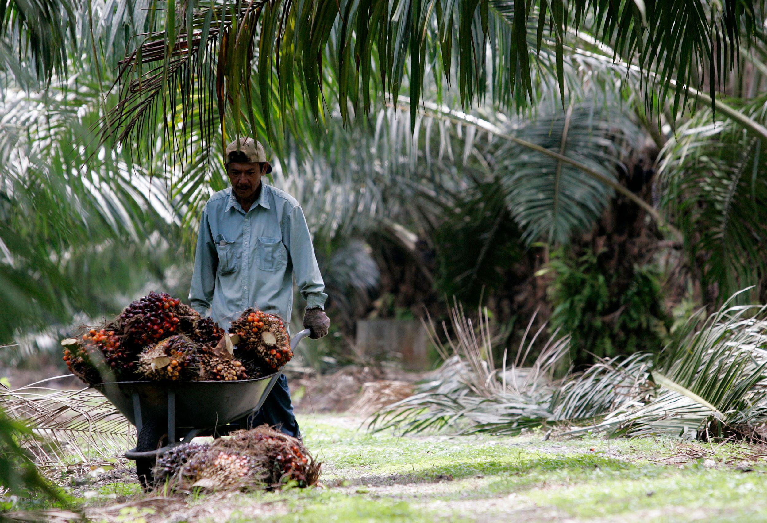 A worker pushes a wheelbarrow of palm oil fruits on a plantation in Malaysia. Although palm oil is one of the most widely traded and used commodities, its production is linked to environmental and social problems, prompting calls to make the supply chain more sustainable. (Image: Zainal Abd Halim / Alamy)