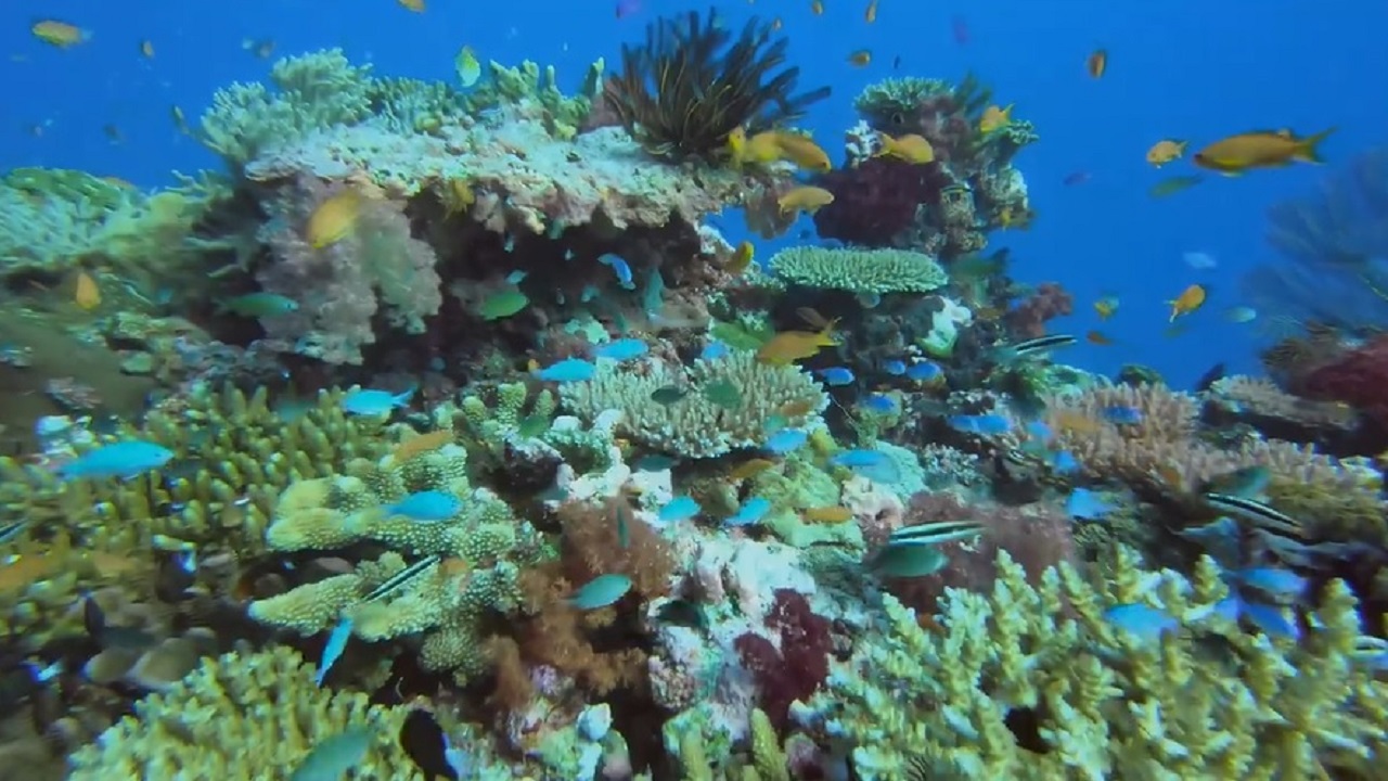 coral