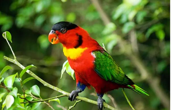 wildlife solomon