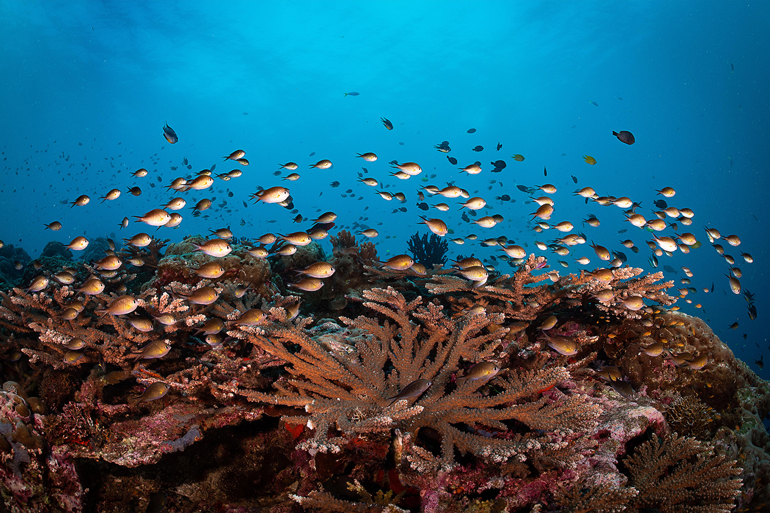 Deep sea mining