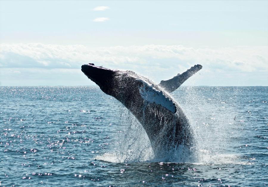 Dolphin