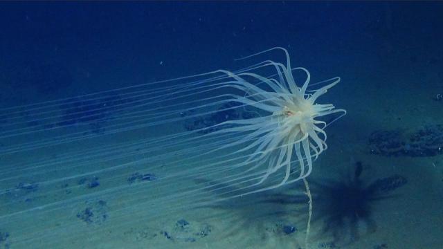 Deep sea mining