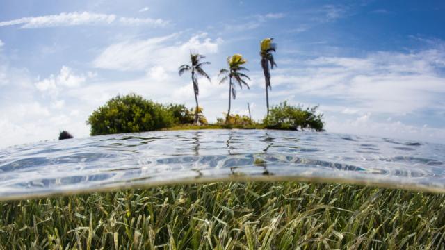 Seagrass