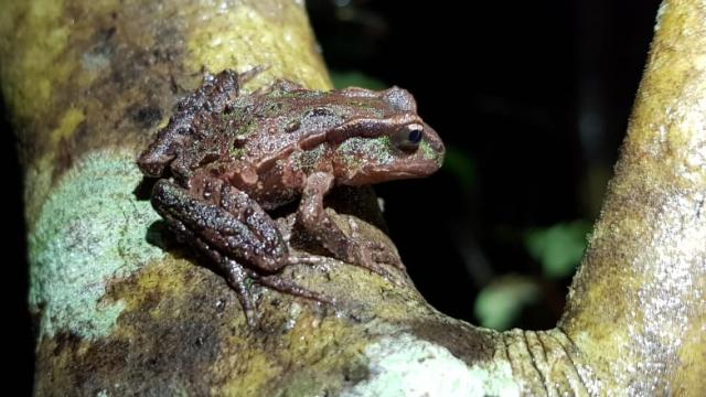 Growing to just 37mm long, the Archey's frog can sit in a teaspoon. It's listed as 'critically endangered' by the International Union for Conservation of Nature.