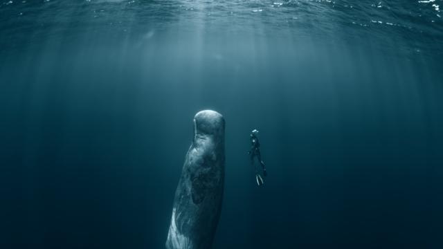 Deep sea mining