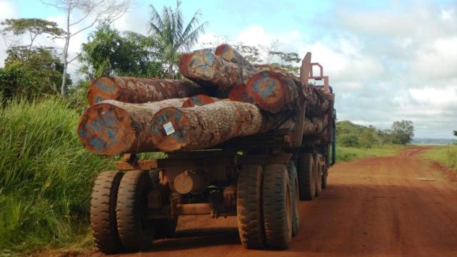 logging